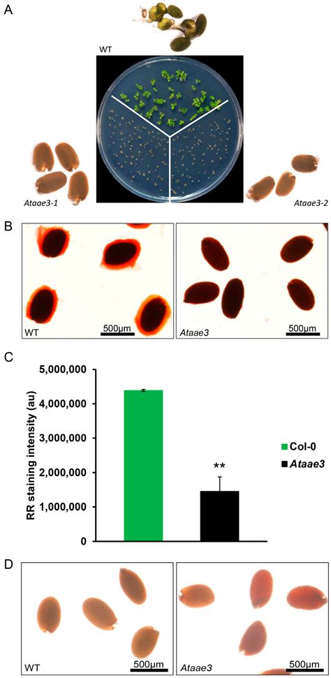 Disruption of the Arabidopsis Acyl-Activating Enzyme 3 Impairs Seed ...