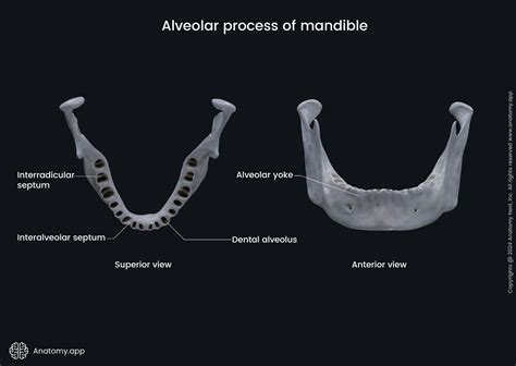 Alveolar Bone Proper And Alveolar Process