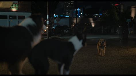 Strays (2023) Screencap | Fancaps