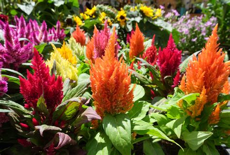 Easiest Annual and Perennial Flowers to Start from Seed