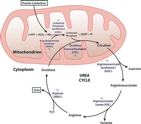 Urea Cycle Disorder Symptoms
