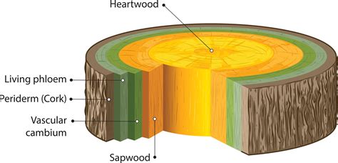 Vascular Cambium Wood