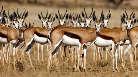 The meaning and symbolism of the word - «Gazelle»