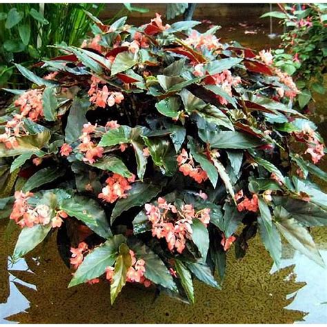 Begonia coccinea