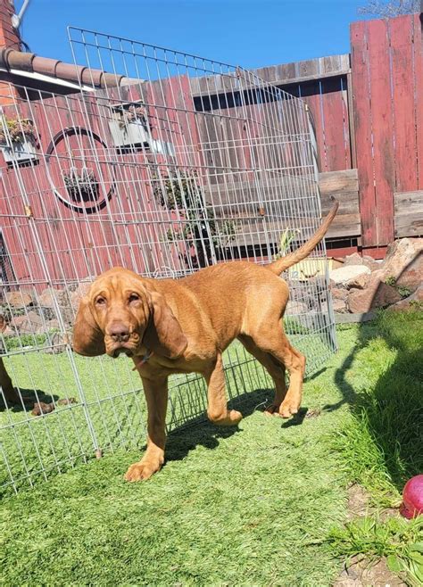 Dog for Adoption - Dixie, a Bloodhound in Stanislaus County, CA | Alpha Paw