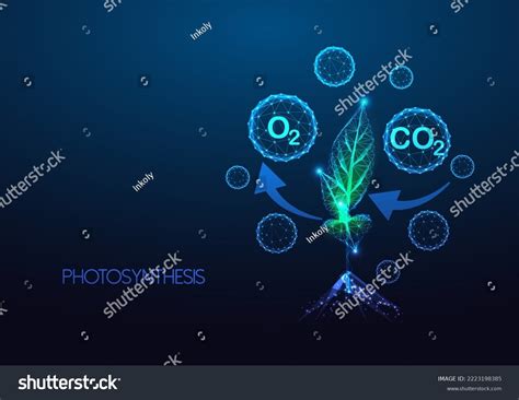 Concept Photosynthesis Carbon Cycle Plants Co2 Stock Vector (Royalty Free) 2223198385 | Shutterstock