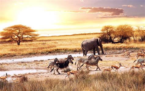 African Savanna Animals wallpapers and images - wallpapers, pictures ...