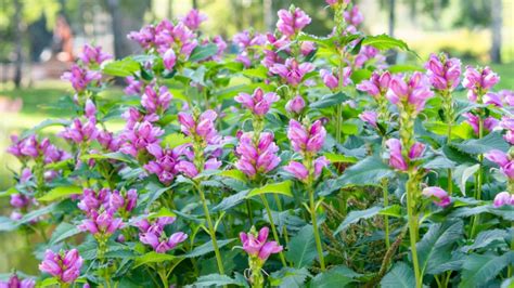 21 Plants that Thrive in Wet Soil