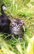 Image result for Newborn Baby Kittens