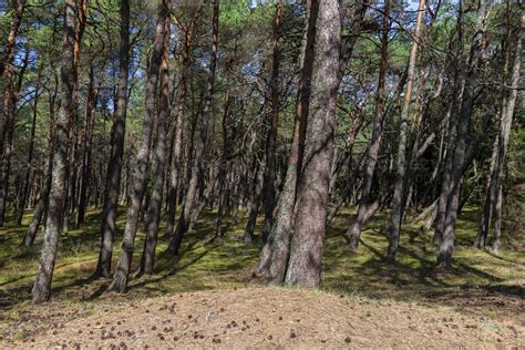 Real Nature 的图像结果