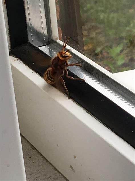 Nottingham Pest Control Asian Hornets Compared to the European Hornet Identifying the Difference
