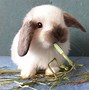 Image result for Holland Lop Bunnies