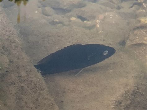 Bony-eared Assfish [OC] : r/Fish