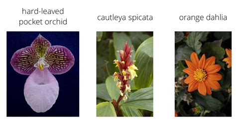 Convolutional Neural Networks in Pytorch applied to tackle a flower ...