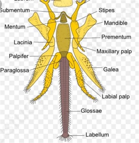 Sketch and lable chewing and lapping type of mouthparts in honeybee ...