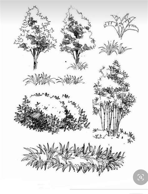 Shrubs Drawing