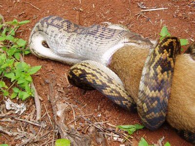 Image result for Python Swallowing Kangaroo