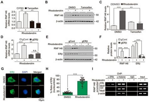 Rhododendrin-Induced RNF146 Expression via Estrogen Receptor β ...