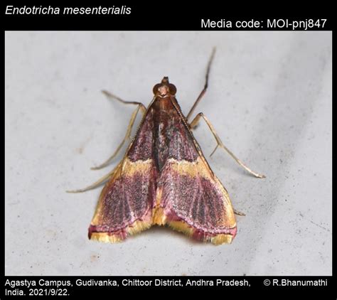 Endotricha mesenterialis | Moths