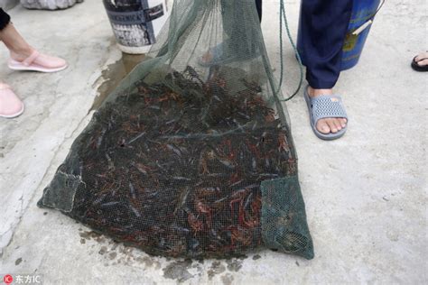 渔民捕到4斤重大龙虾 寿命或达50至70年_手机凤凰网