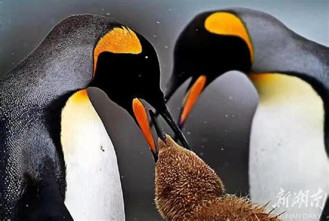 神仙的企鹅 库存图片. 图片 包括有 开放, 澳洲, 敌意, 野生生物, 本质, 海鸟, 企鹅, 双翼飞机 - 2407157
