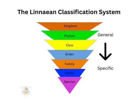 Image result for Linnaean Hierarchy Explained