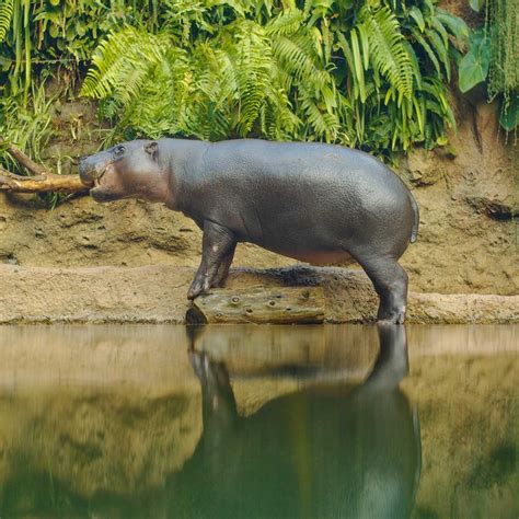 PYGMY HIPPO DAY - April 8, 2023 - National Today