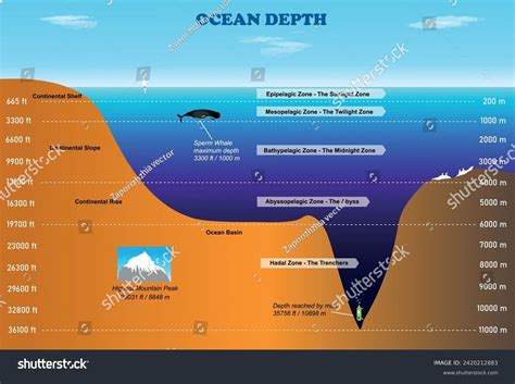 Ocean Depth Diagram Science Education Vector Stock Vector (Royalty Free) 2420212883 | Shutterstock