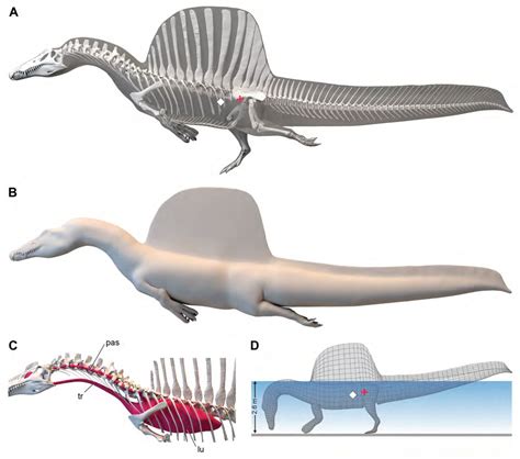 Spinosaurus Aegyptiacus 2022