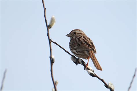 The local bird population is declining | PennLive letters - pennlive.com