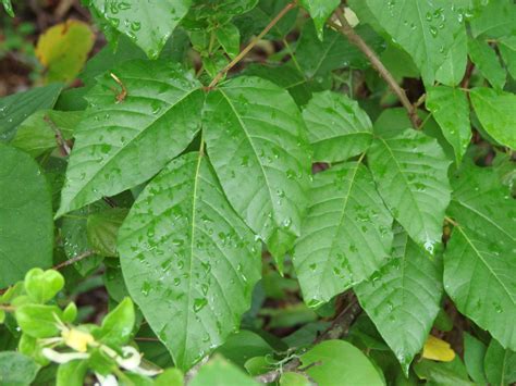 Does Poison Ivy Spread When You Scratch at Bobby Bean blog