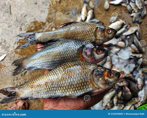 Freshly Harvested Rohu Carp Labeo Rohita Fish from Farm Pond in Hand in ...