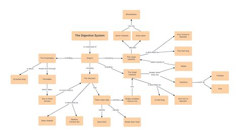 Diagram Of The Digestive System - exatin.info