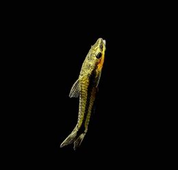 Otocinclus | FRESHWATERAQUATICA