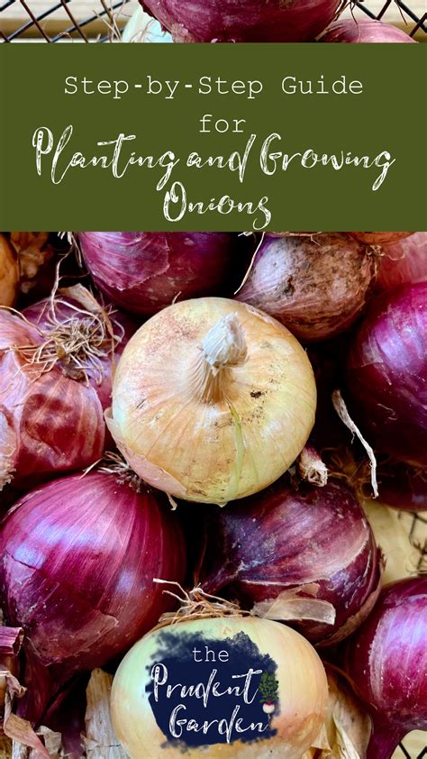 How to Plant a Sprouting Onion: A Step-by-Step Guide. - My Heart Lives Here