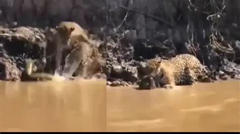 Image result for Leopard Fights Python