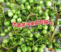 Image result for 苦果
