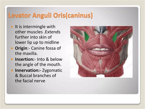 MUSCLES OF FACIAL EXPRESSION.pptx