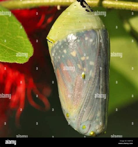 Monarch caterpillar in chrysalis hi-res stock photography and images ...