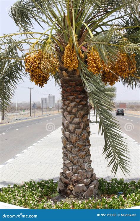 Importance Of Date Palm Tree In Uae at Fred Rollins blog
