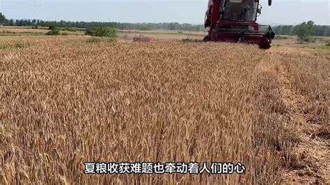 网红扎堆到麦地直播割麦，网友：请对粮食怀有敬畏之心-三农视频-搜狐视频