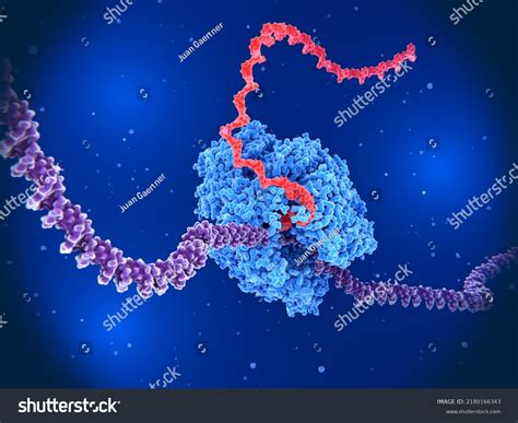 Mrna Structure 3d