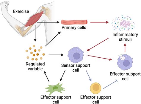 Immunological regulation of skeletal muscle adaptation to exercise: Cell Metabolism