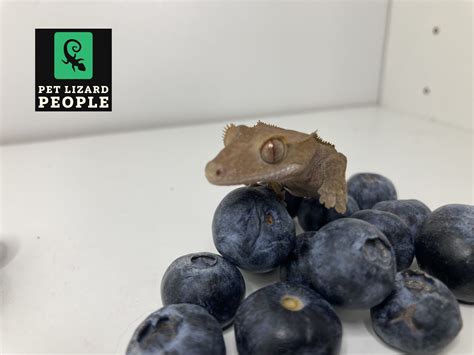 Fruit Feeding Guide - What Fruits Can A Crested Gecko Eat?