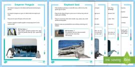 What are Polar Animals? | Polar Region Animals | Teaching Wiki