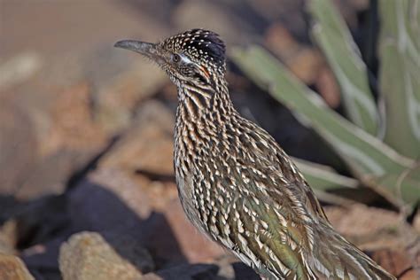 Road Runner Range 的图像结果