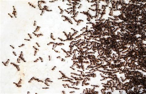 5 Risks of Ant Infestations | Prevent Pest Control Blog