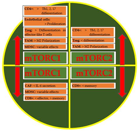 IJMS | Special Issue : mTOR in Human Diseases 2.0