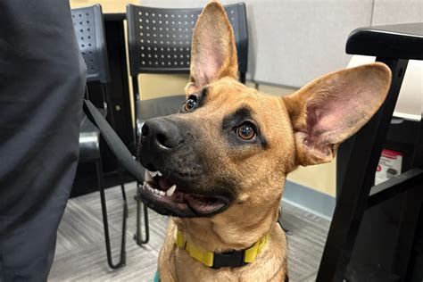Pet Connection: Lunch Money - Asheville's 828 News NOW