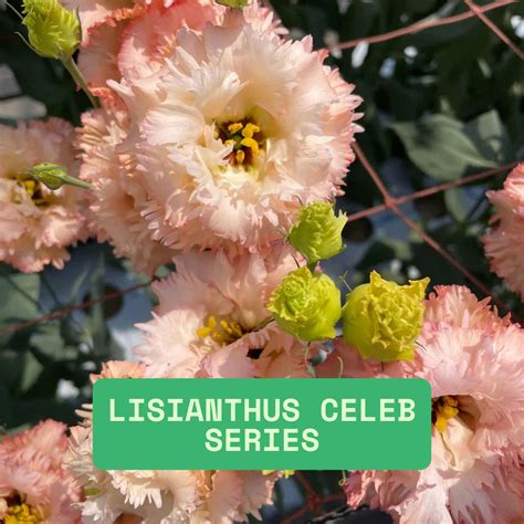 Live Lisianthus Celeb Series Plant, Long-lasting Blooms - Etsy
